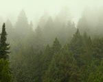 The Redwood Fog